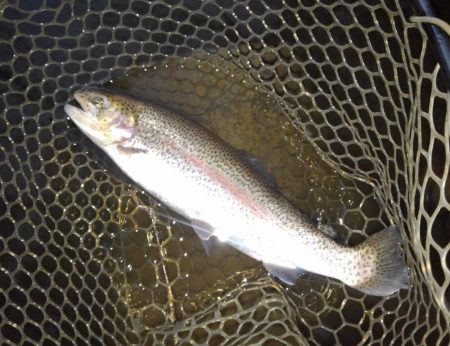 大安トラウトレイク 釣果